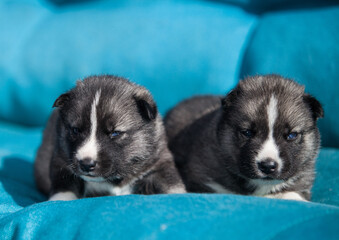 little husky that looks like a wolf