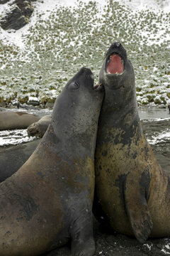 Two southern elephant seals bellowing and shoving on a beach.