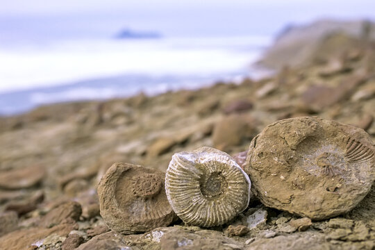 Ammonite fossils, Snow Hill Island, Antarctica.