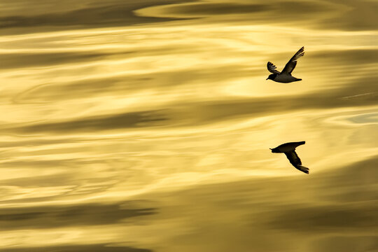 Cape or Pintado Petrel (Daption capense), Antarctica