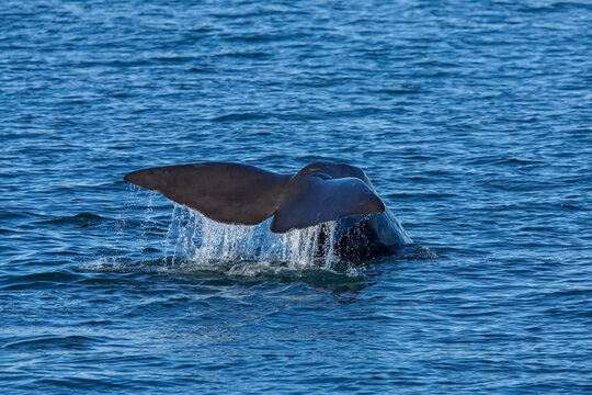 Sperm whale fluke, Gulf of California, Mexico.
