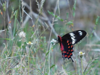 butterfly on the grass