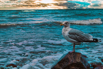Ostsee - Meer - Warnemünde - Rostock - Seascape - Beach - Sunset - Baltic Sea Vacation Coast -...