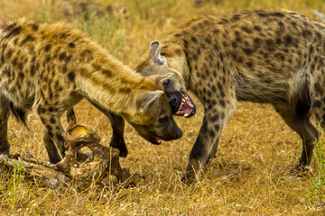 Spotted hyenas fight over a scavenged carcass.