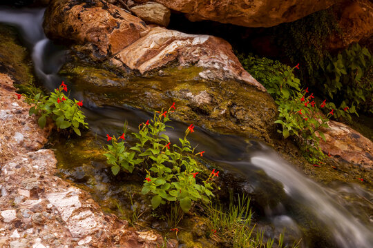 Crimson monkey flowers grows near a cascade of water.