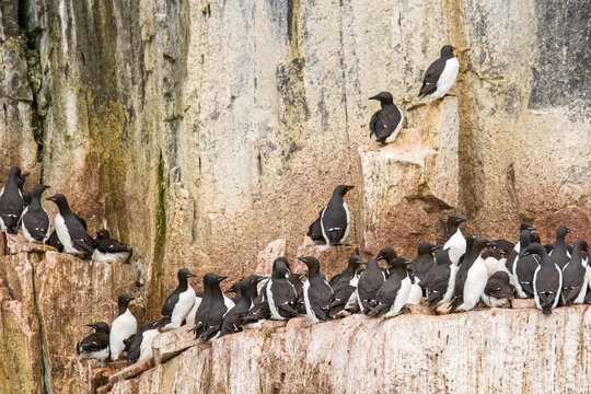 Thick-billed murres at a rocky rookery.
