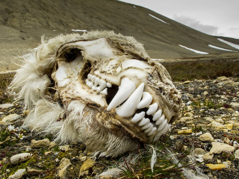 Mummified Polar Bear skull.