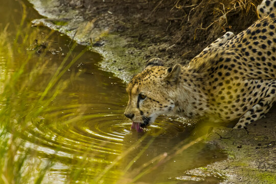 A cheetah drinks from a watering hole.