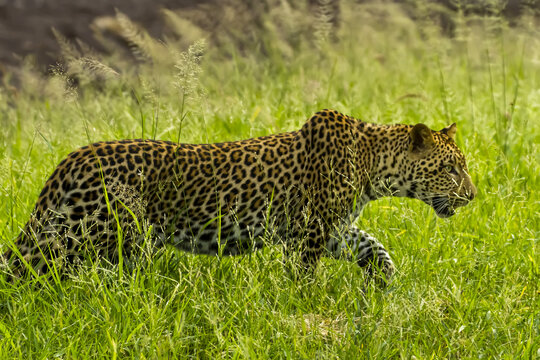 Side view of a leopard stalking in the grass.