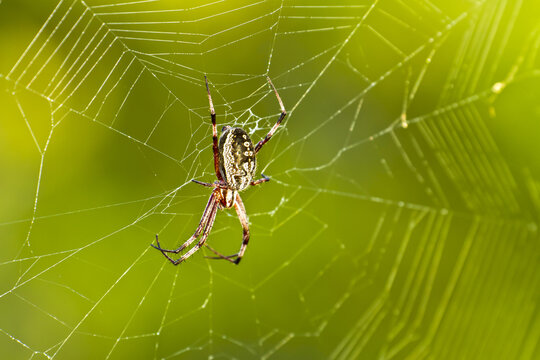 Galapagos zig-zag spider in its web.