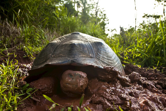 Portrait of a Galapagos giant tortiose in red mud.