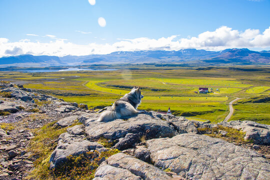 Husky Dog looking towards beautiful green  landscape and valley in summer Helgafell Iceland
