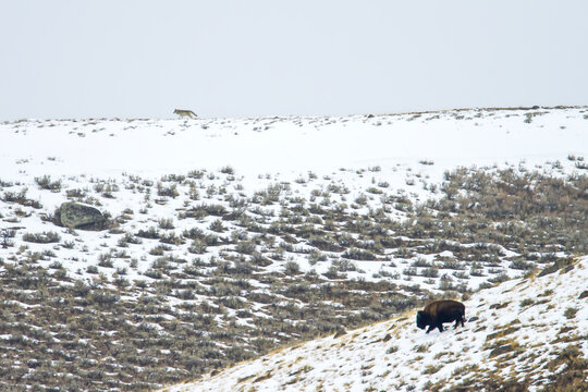A gray wolf walks on a ridge above a buffalo in the snow.