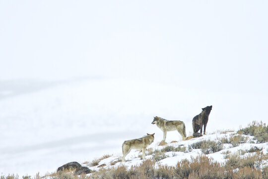 Three gray wolves on a snowy hill.