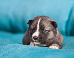 little husky that looks like a wolf