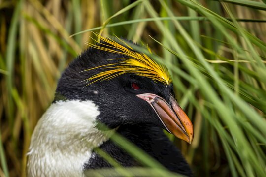 A close up of a Macaroni Penguin near Cooper Bay in South Georgia, Antarctica.