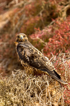 A portrait of a Galapagos hawk on Bartolome Island.