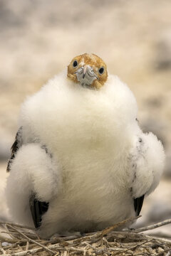 A juvenile great frigatebird, Fregata minor.
