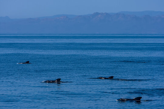 Short-finned Pilot Whales (Globicephala macrorhynchus), Gulf of California, Baja California, Mexcio