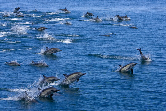 Long-beaked common dolphins, Delphinus capensis, swimming and leaping.