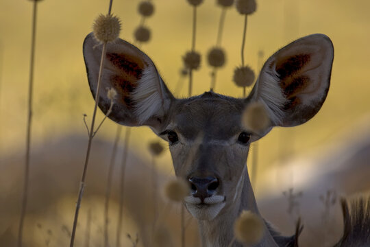 A female antelope makes eye contact with the camera.