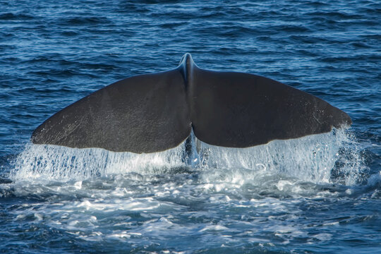 Tail flukes of a large male sperm whale, diving.