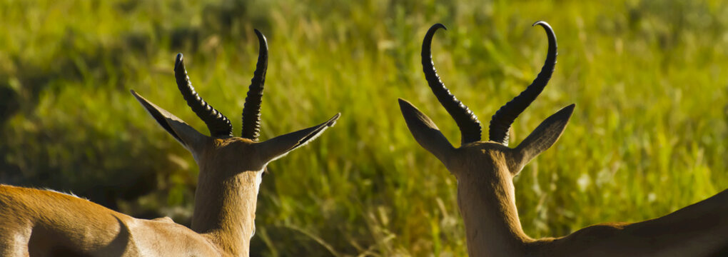Rear portrait of the horns of two springbok in a field.