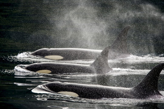 Three killer whales swim in a row at the surface of the water.