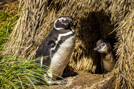 Two Magellanic Penguins at their burrow on Steeple Jason Island in the Falkland Islands.