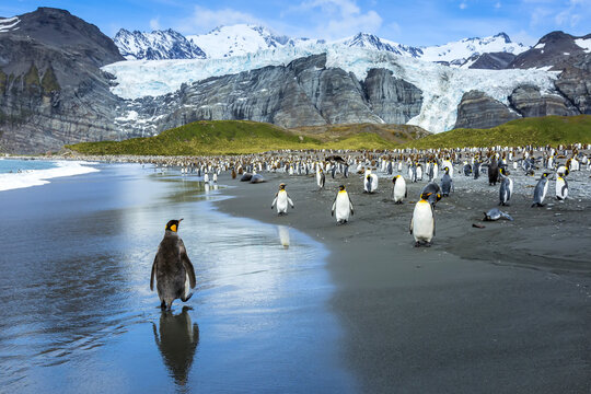 A Scenic View Of King Penguins Near Gold Harbor In South Georgia, Antarctica.