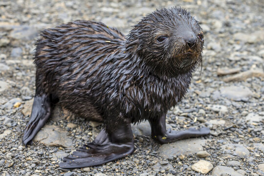 An Antarctic Fur Seal pup on Prion Island in South Georgia, Antarctica.