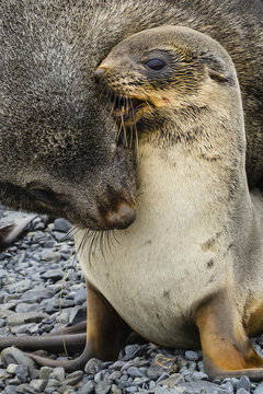 Antarctic Fur Seals exhibiting mating behavior on Prion Island in South Georgia, Antarctica.