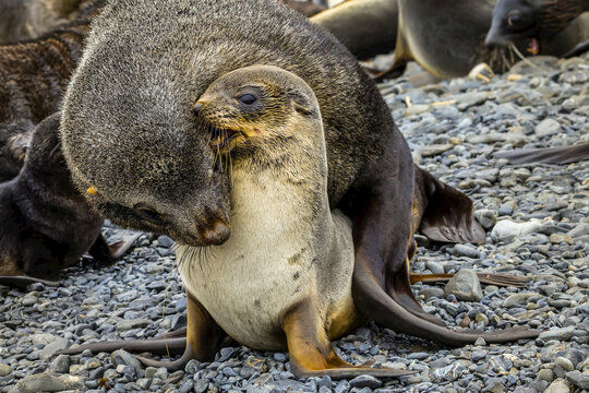 Antarctic Fur Seals exhibiting mating behavior on Prion Island in South Georgia, Antarctica.
