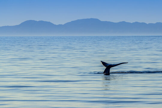A blue whale, Balaenoptera musculus, raises its fluke in Loreto Bay National Marine Park.