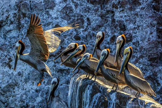 A backlit brown pelican, Pelecanus occidentalis, takes flight.