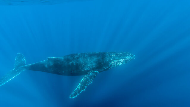 View of a male humpback whale in the open ocean.
