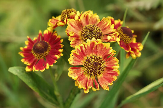 Closeup on the colorful orange blossoming common sneezeweed, Helenium autumnale , in the garden