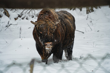 Bison Bonasus, European Bison Bull in the snow.
