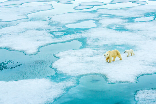 A polar bear and cub walk along semi-frozen sea ice.
