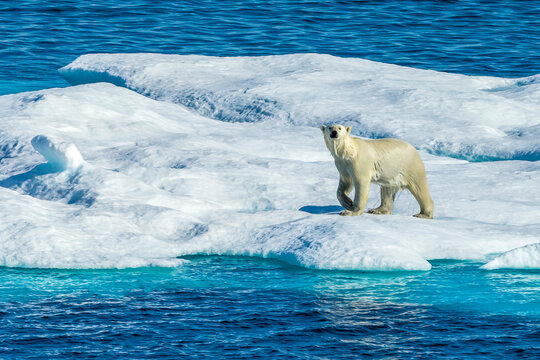 Polar bear (Ursus maritimus) wandering across the ice floes in the Canadian Arctic.