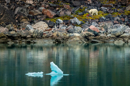 A polar bear (Ursus maritimus) feeding on a seal kill.