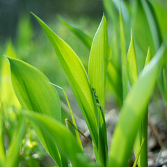 Obraz premium Prohibition background