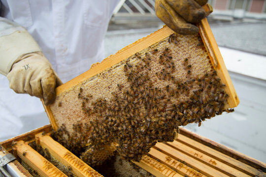 Bees on a honeycomb from a rooftop beehive.; Mc Lean, Virginia.