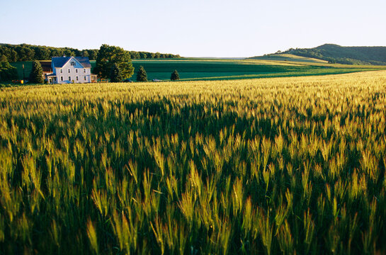 Wheatfields glowing in the sun and a farmhouse in the distance.; Youghiogheny River Valley, Pennsylvania.
