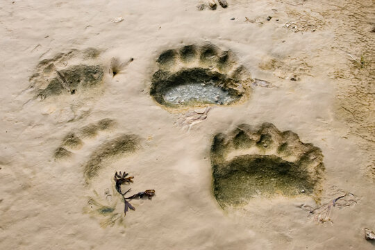 Polar bear paw prints on the beach.; Hudson Bay, Ontario, Canada.