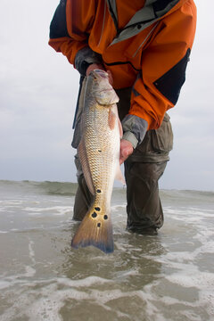 Surf fisherman shows off freshly caught red drum; Core Banks, North Carolina