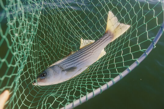 Striped bass in net.  The fish is also known as rockfish.; CHESAPEAKE BAY, MARYLAND.