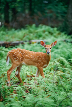 A white-tailed fawn stands in a forest blanketed in ferns.; Hickory Run State Park, Pennsylvania.