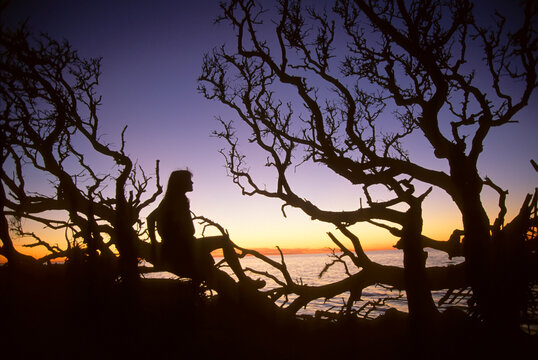 A woman sitting on tangled tree branches at dusk.; Outer Banks, North Carolina.