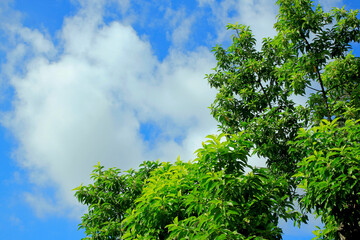 Fototapeta premium Copy space of the blue sky and green leaves during the day.